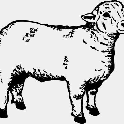 SHEEP006 Thumbnail
