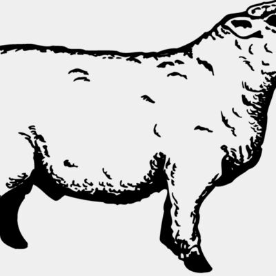SHEEP011 Thumbnail