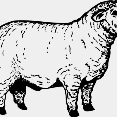 SHEEP012 Thumbnail