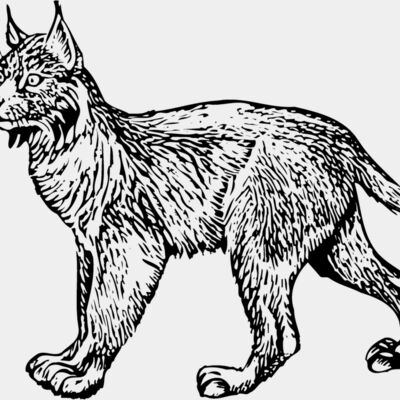 BOBCAT01 Thumbnail