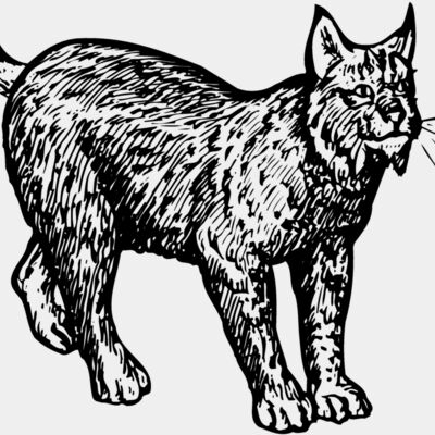 BOBCAT02 Thumbnail