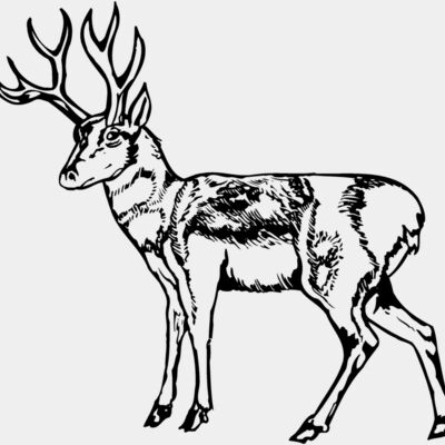 DEER025 Thumbnail