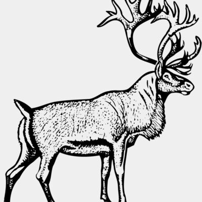 DEER030 Thumbnail