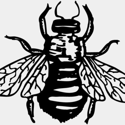 Fly Thumbnail