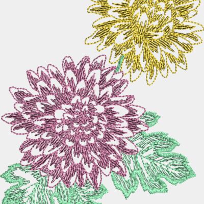 Chrysanthemum Thumbnail